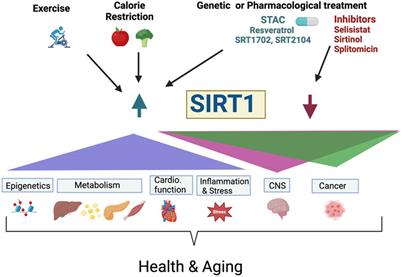 SIRT1, resveratrol and aging